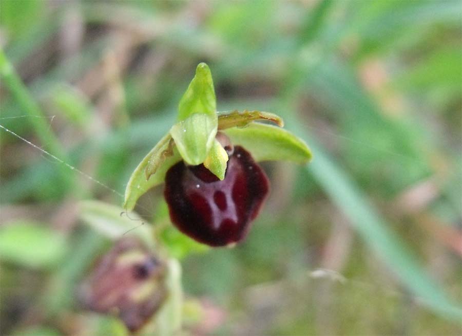 Ophrys dal Gargano da ID